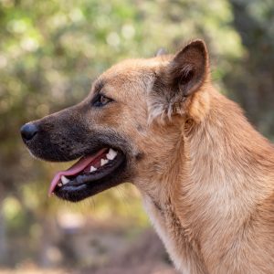 Working dog gets root canal treatment