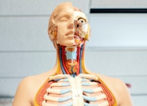 Why Is Dental Hygiene So Important